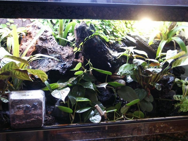 Paludarium